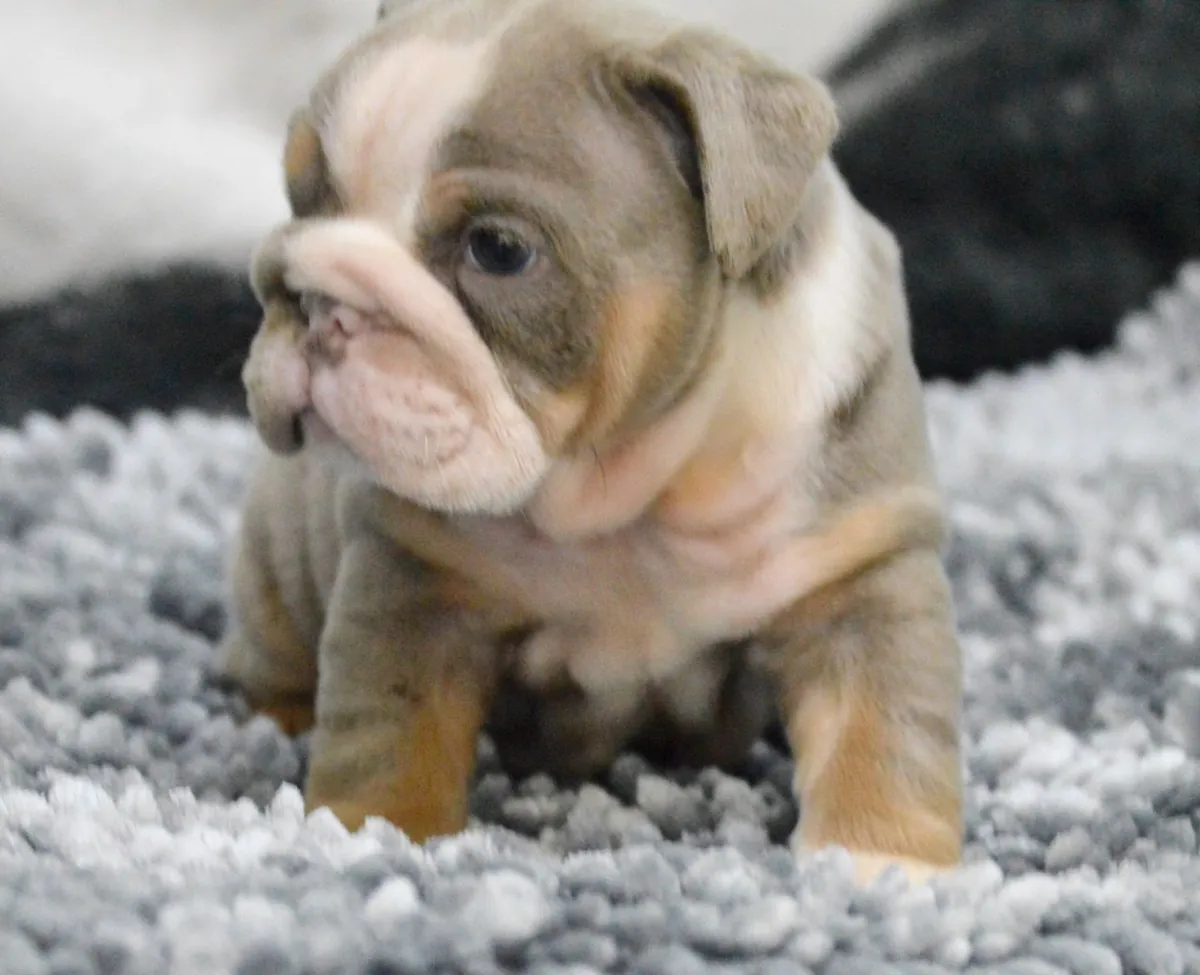 漂亮的英国斗牛犬幼犬。