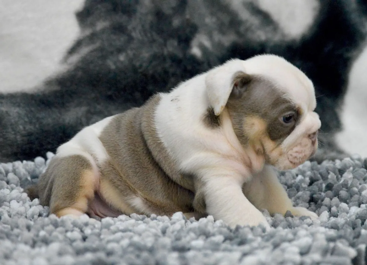 漂亮的英国斗牛犬幼犬。