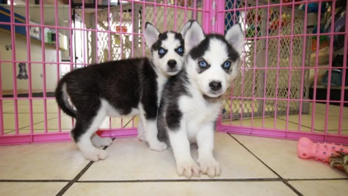 Chiots Husky de Sibérie