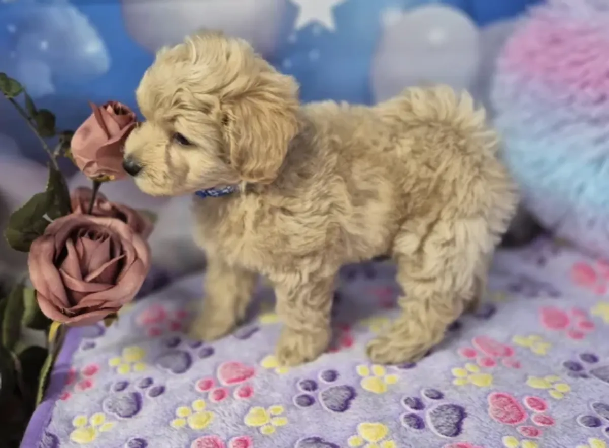 Fluffy Maltipoo Puppies Raised With Love