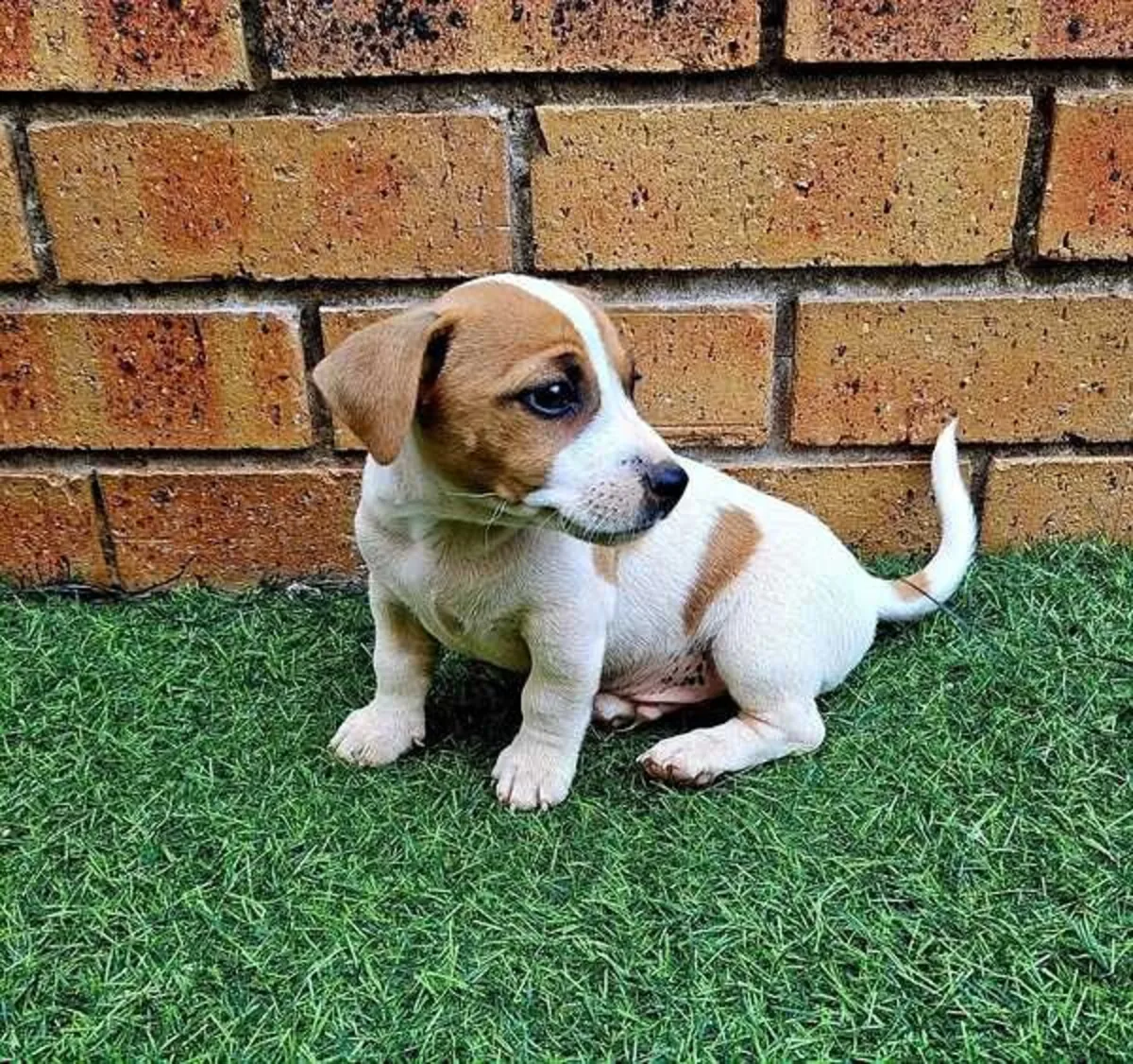 5 beautiful jack Russell puppies