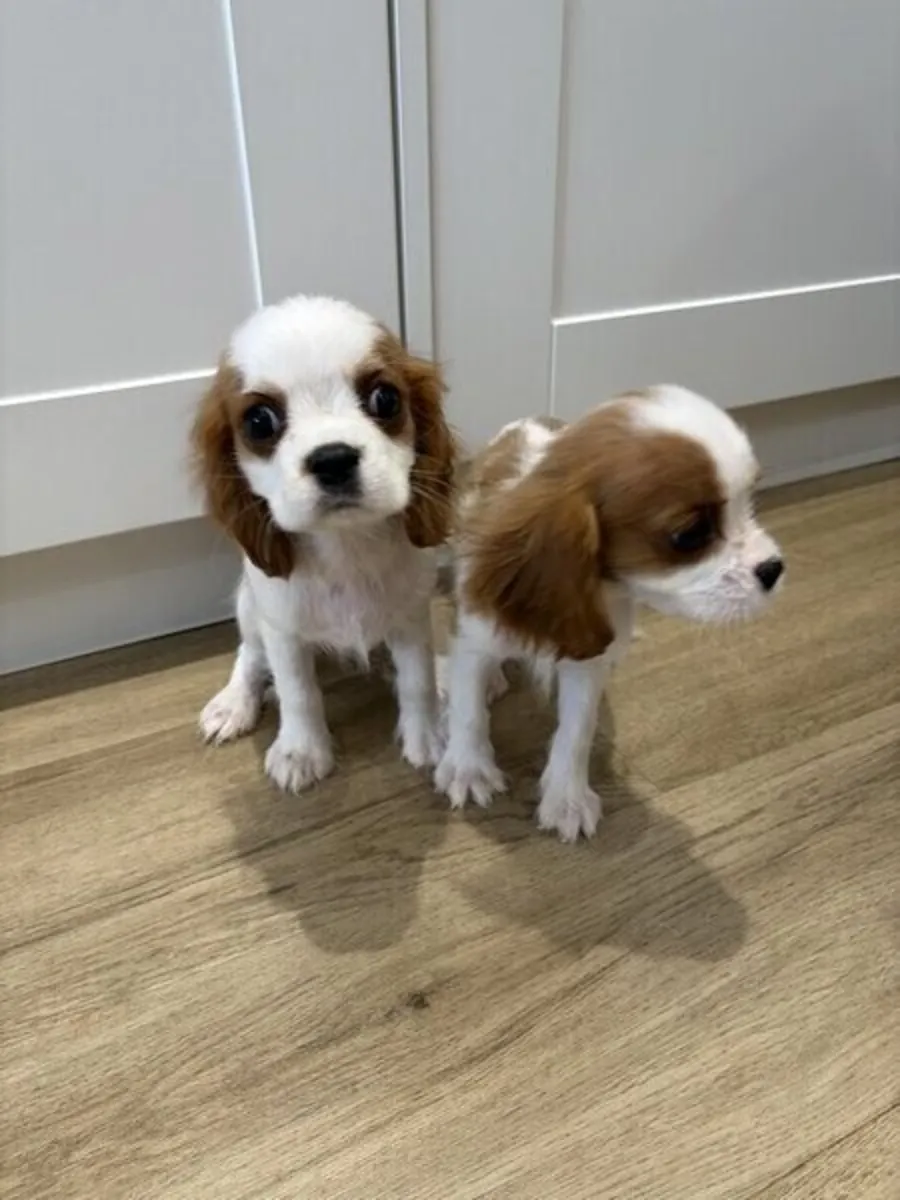 Cavalier King Charles puppies available