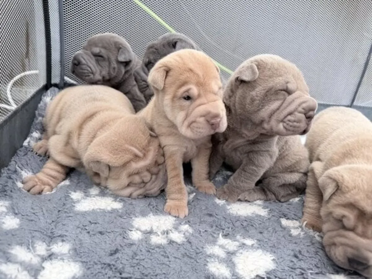 Two beautiful Shar Pei Puppies