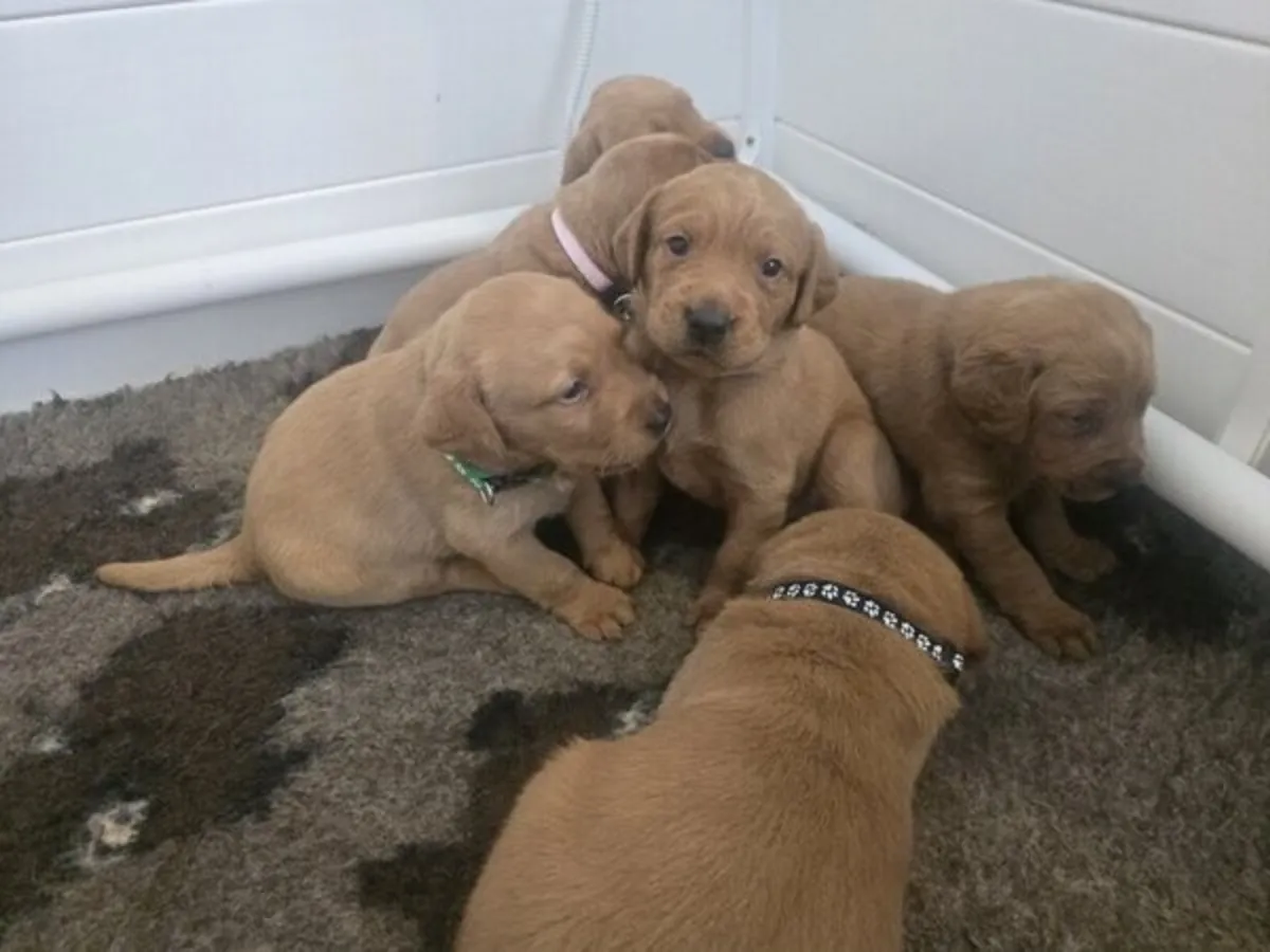 Two Labradors retriever puppies