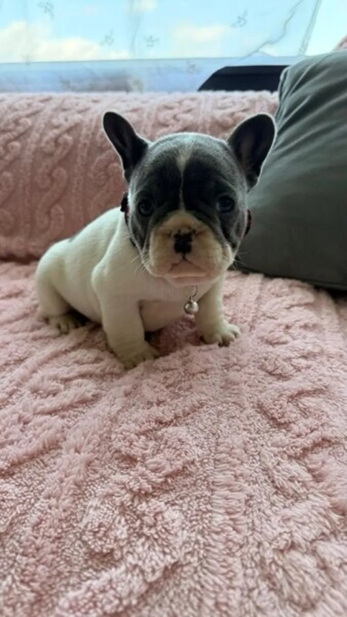 Puppies French bulldogs available