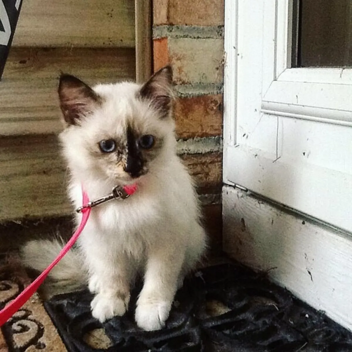 Three Birman Kitten Available Now