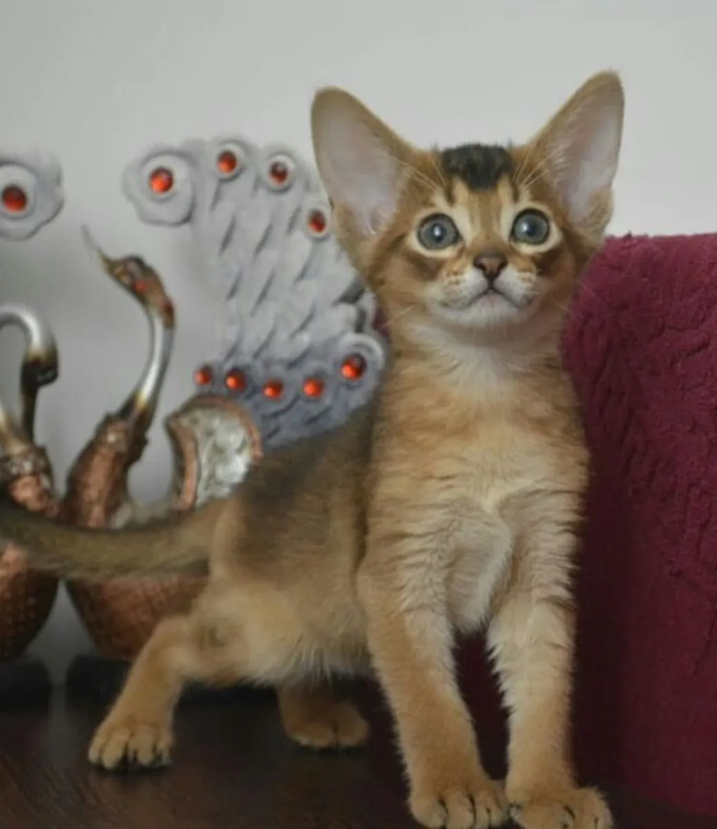 Amazing Abyssinian Kittens