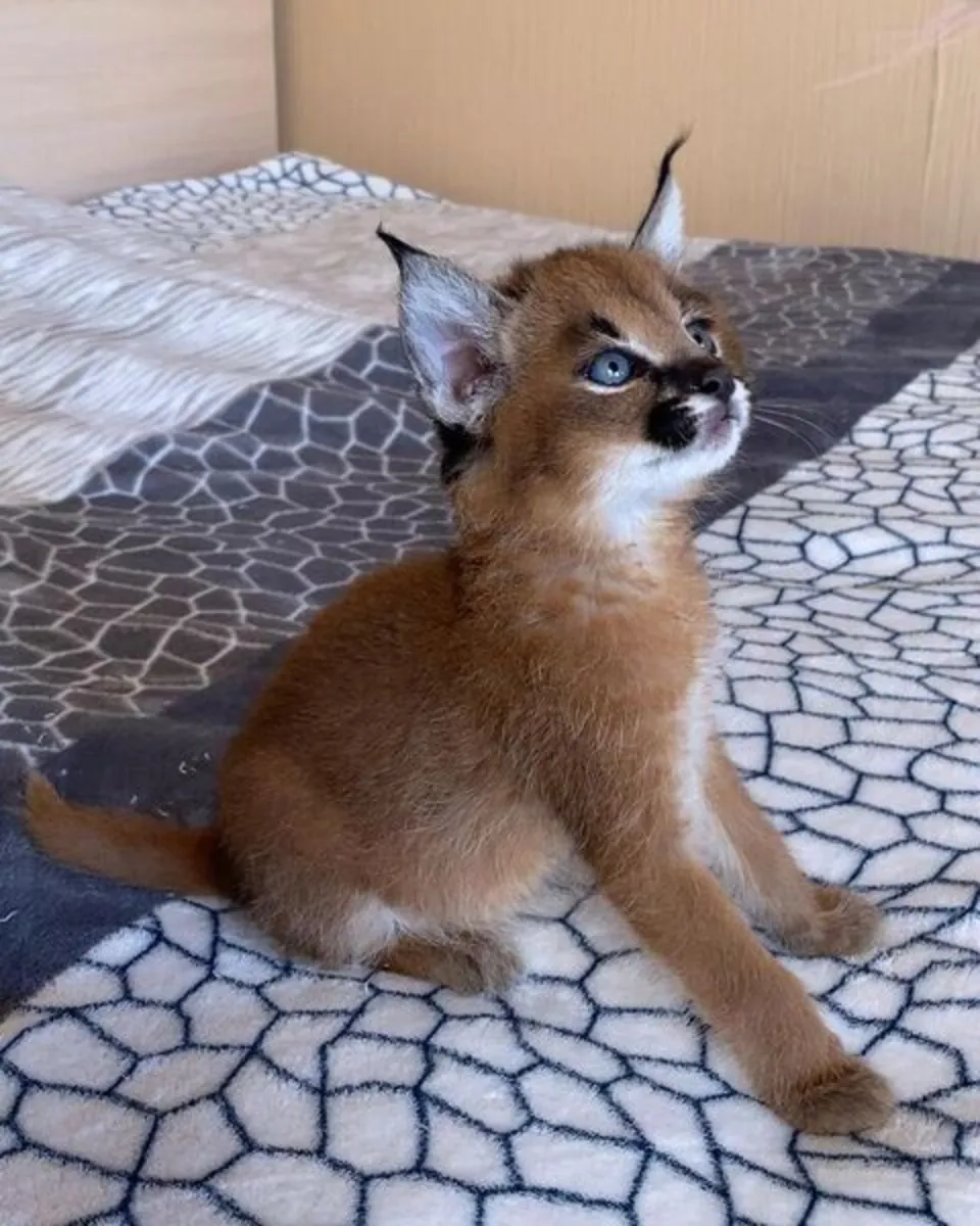 Three Caracal Kittens
