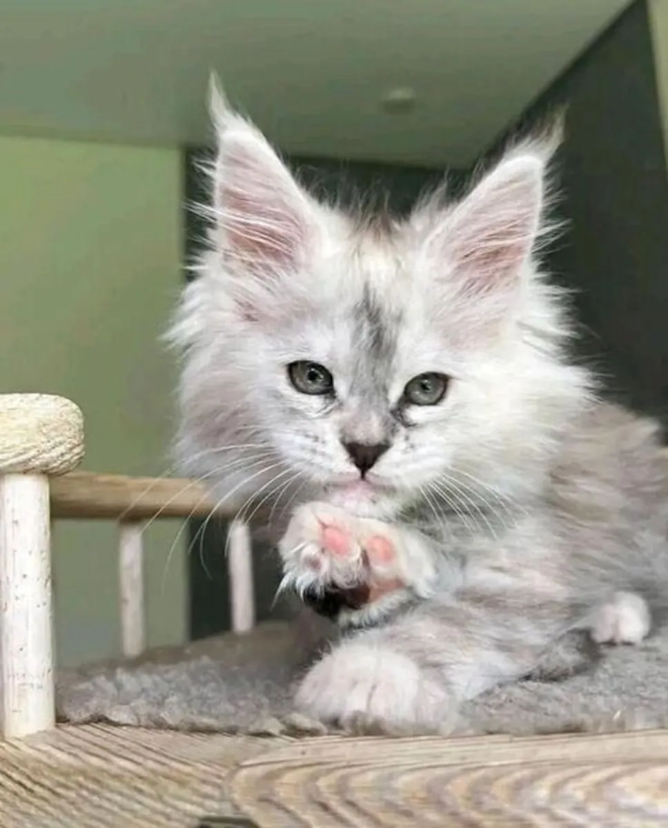 we have Maine Coon Kittens for sale