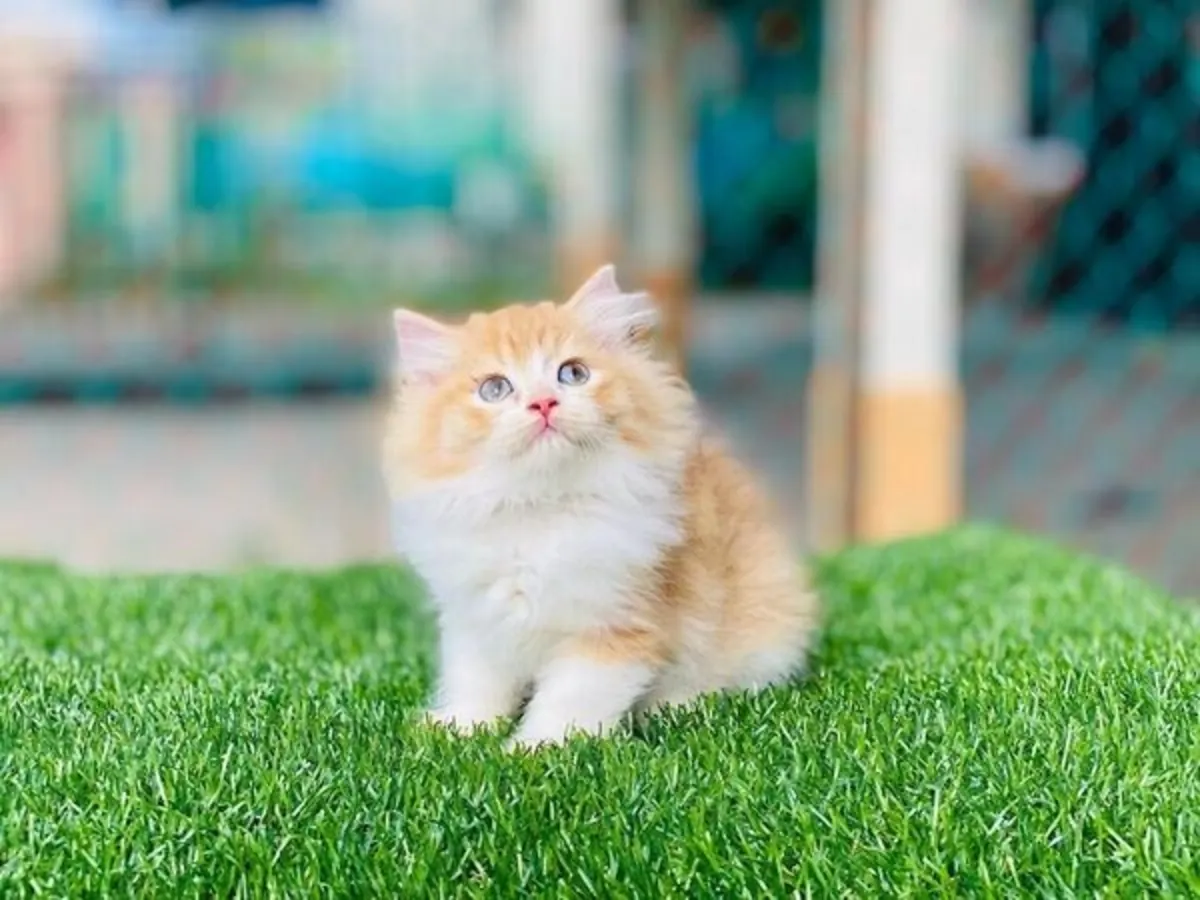 Six Persian kittens Available