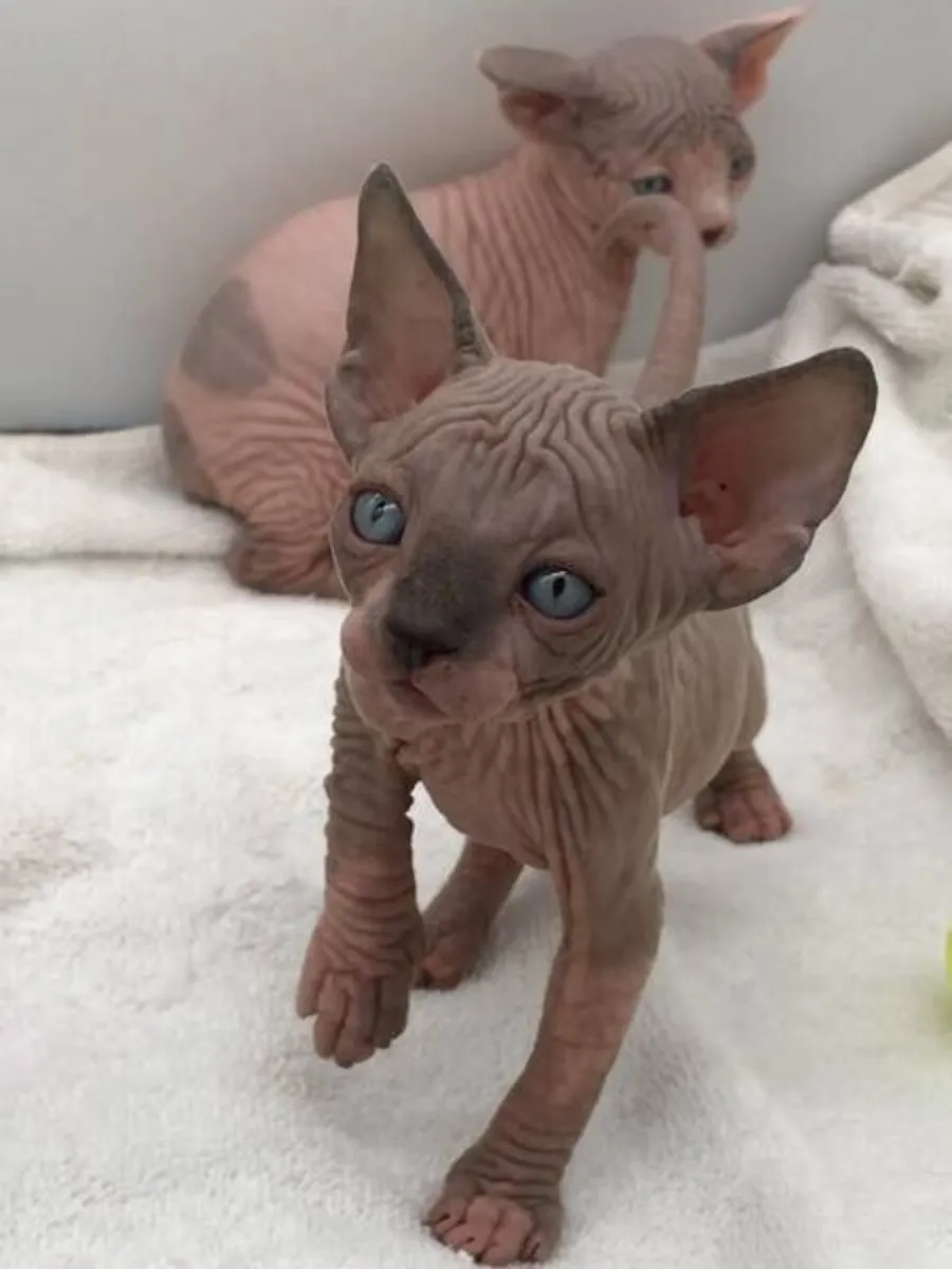 We have Sphynx Kittens