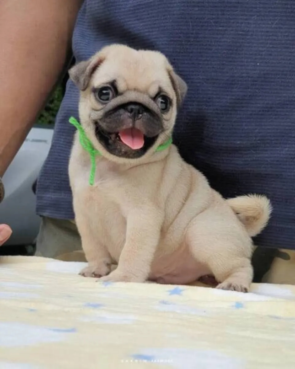 We have Pug Puppies
