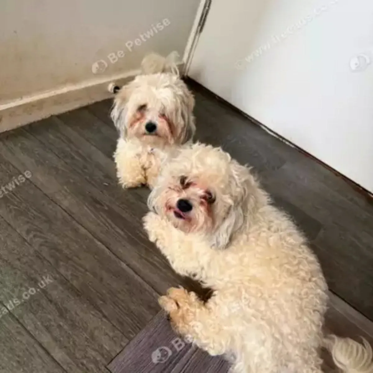 Female Bichon Frise puppy for sale