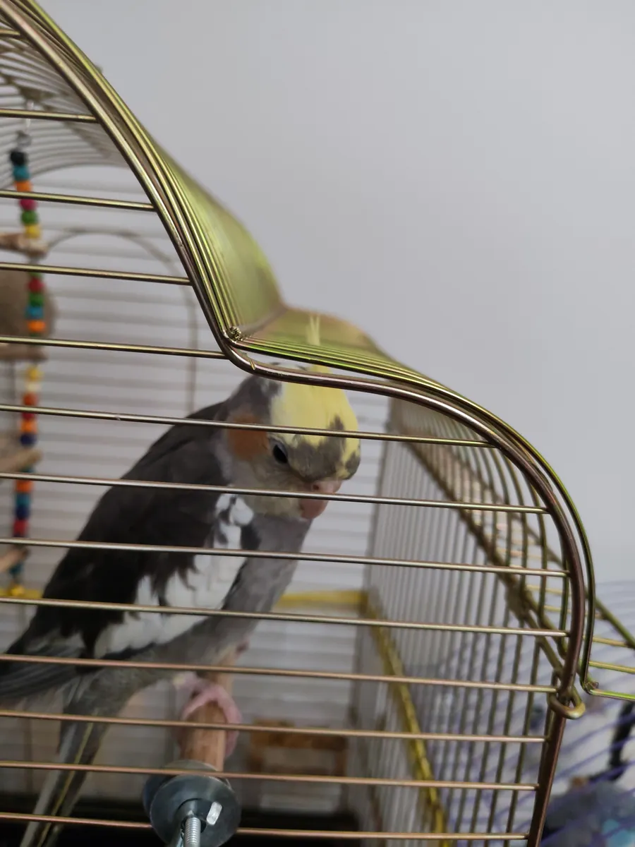 Free Cockatiel