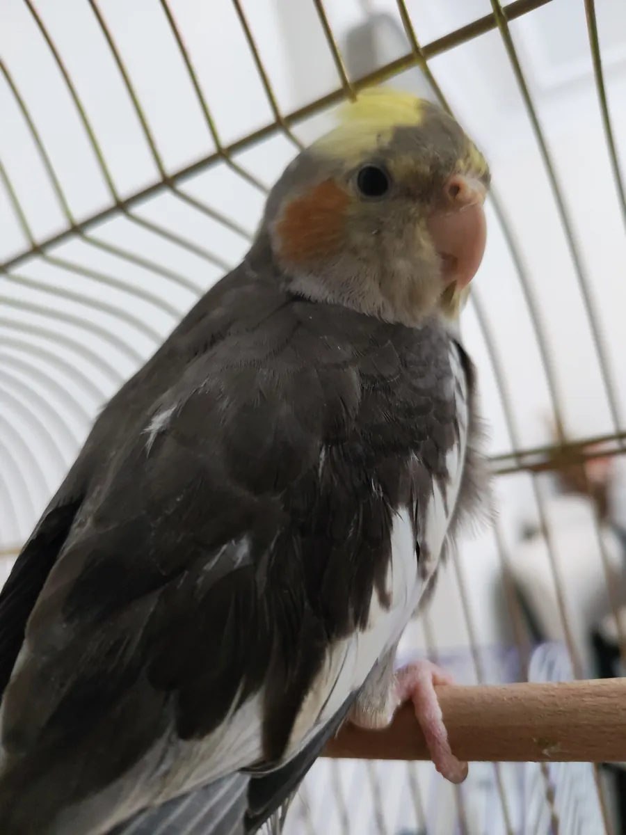 Free Cockatiel