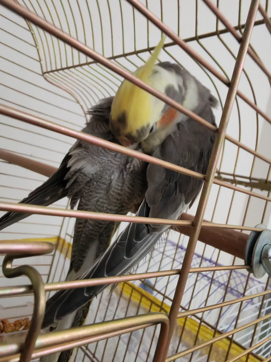 Free Cockatiel
