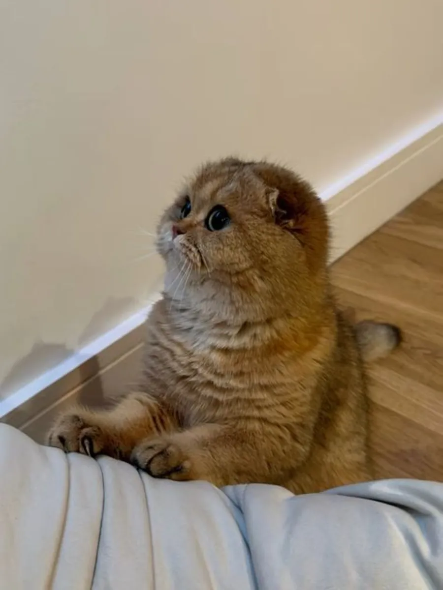 Satılık British Shorthair – Sağlık Kontrolü Tam