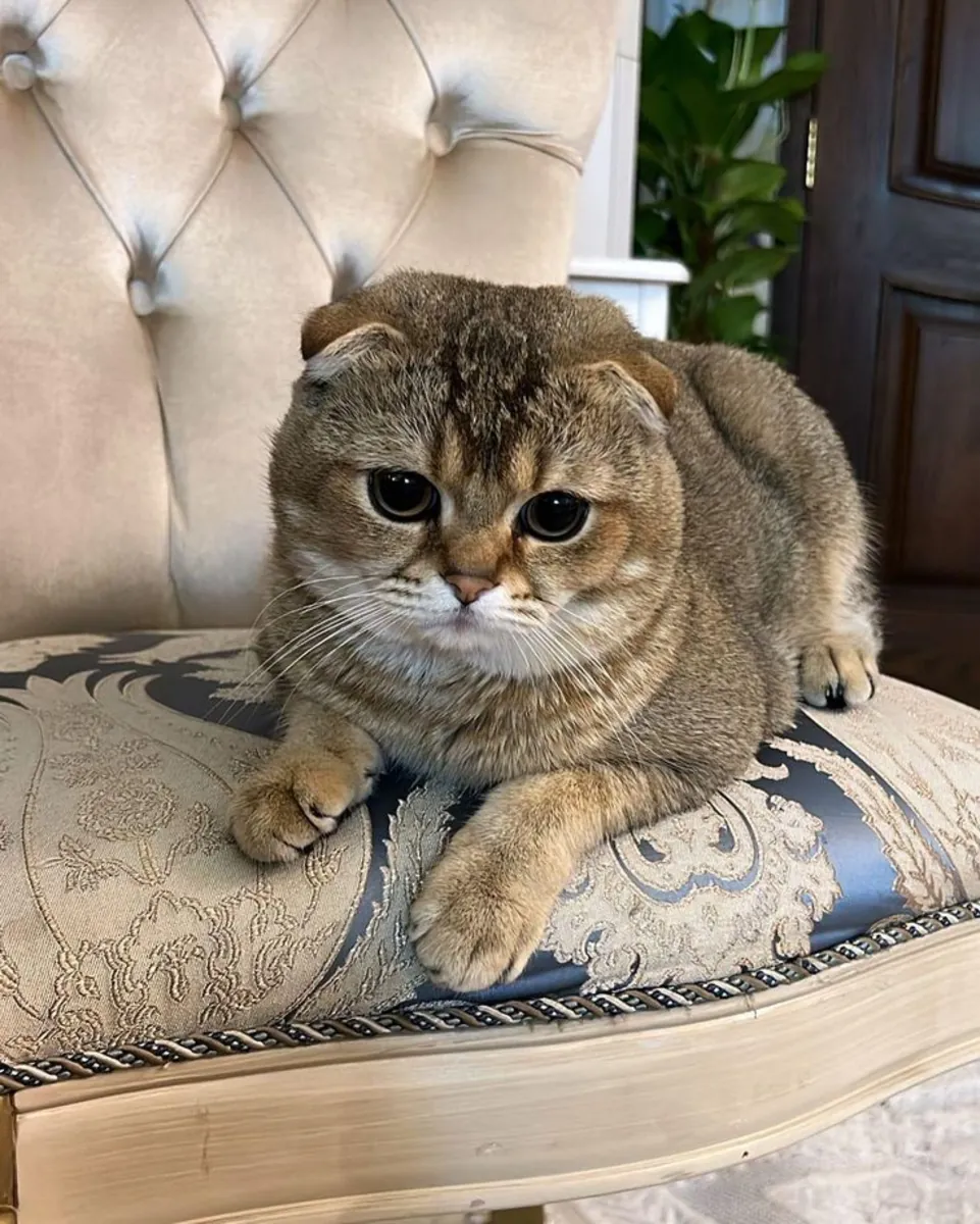 Satılık British Shorthair – Sağlık Kontrolü Tam