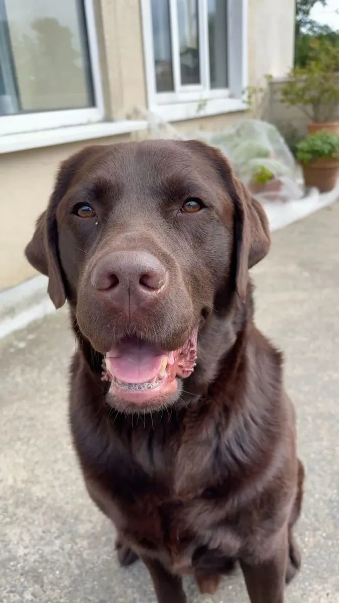 Ücretsiz Sahiplendirme Uysal ve İnsan Canlısı Labrador Retriever