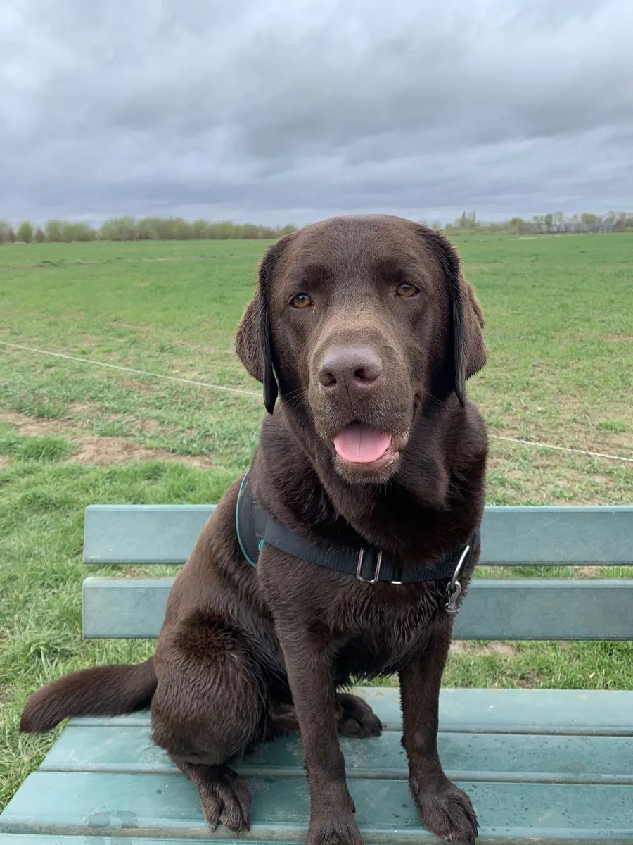 Ücretsiz Sahiplendirme Uysal ve İnsan Canlısı Labrador Retriever