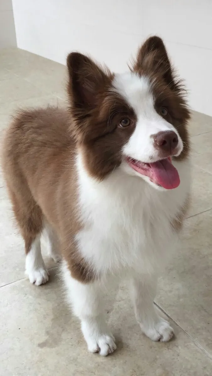 Evde Enerjisini Atamıyor, Zeki Border Collie İçin Uygun Bir Yuva Arıyoruz