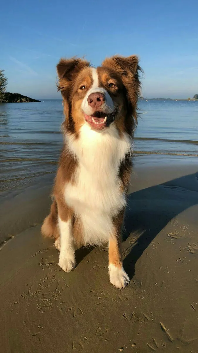 Evde Enerjisini Atamıyor, Zeki Border Collie İçin Uygun Bir Yuva Arıyoruz