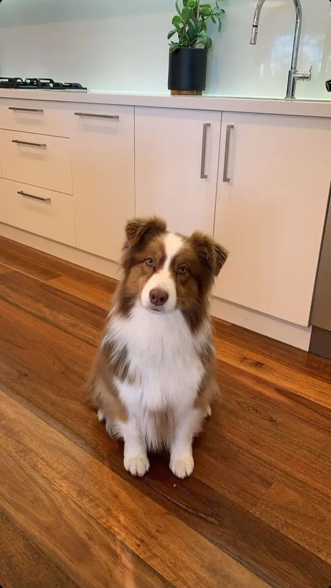 Evde Enerjisini Atamıyor, Zeki Border Collie İçin Uygun Bir Yuva Arıyoruz