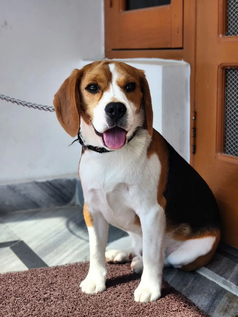 Koklayarak Gezen, Sevecen Beagle Dostumuz İçin Sahip Arıyoruz