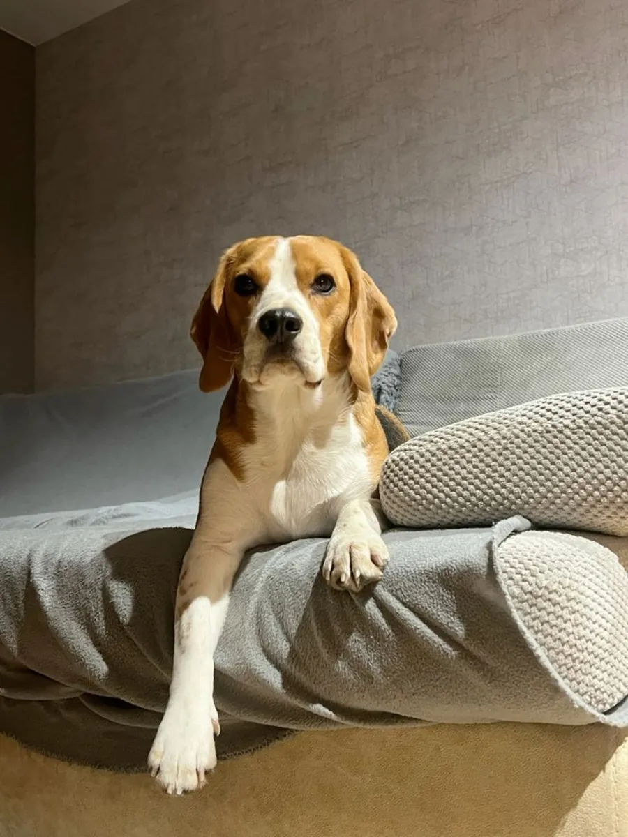 Koklayarak Gezen, Sevecen Beagle Dostumuz İçin Sahip Arıyoruz