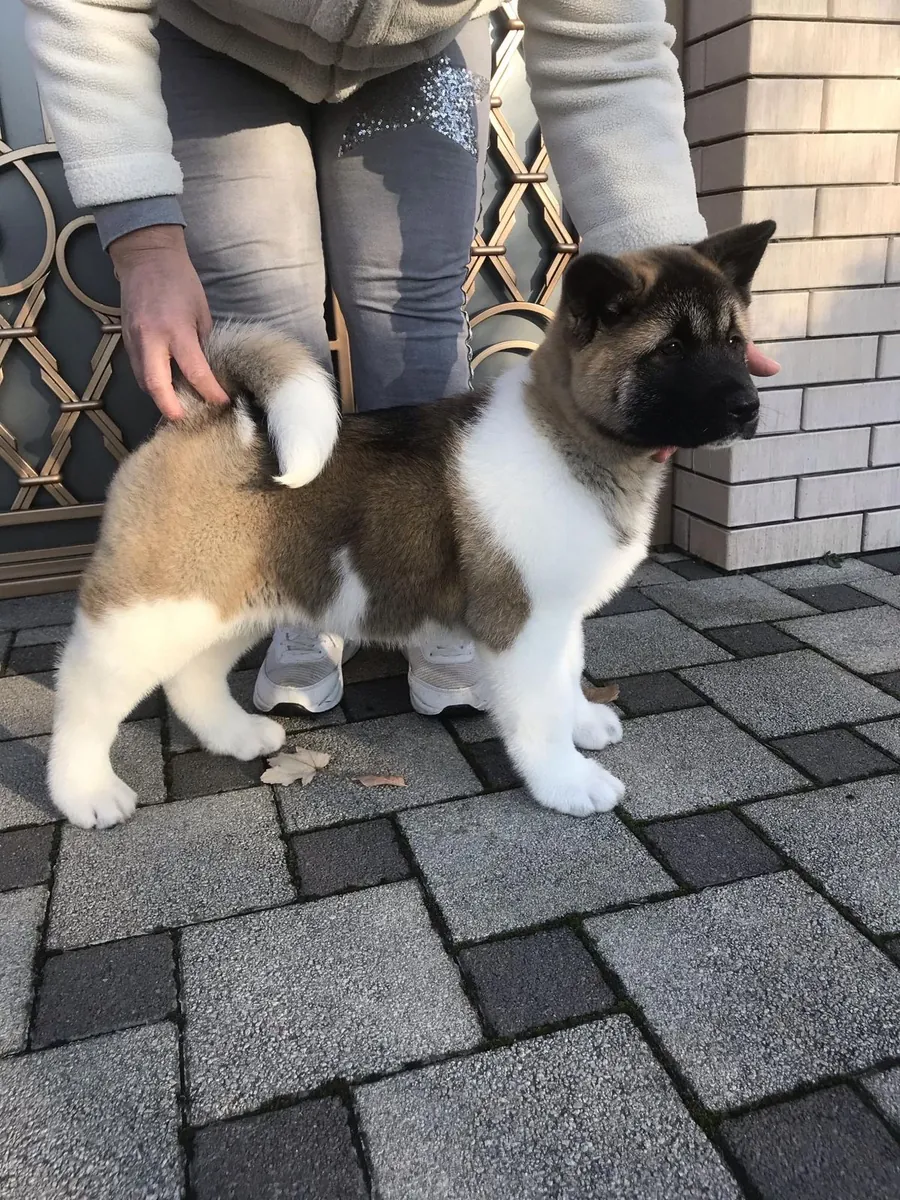 Sakin Ama Mesafeli, Akita Inu İçin Tecrübeli Bir Sahip Arıyoruz