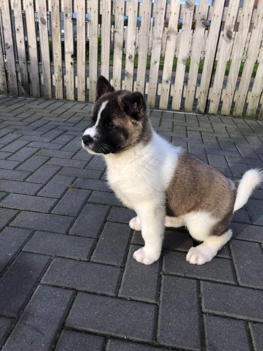 Sakin Ama Mesafeli, Akita Inu İçin Tecrübeli Bir Sahip Arıyoruz