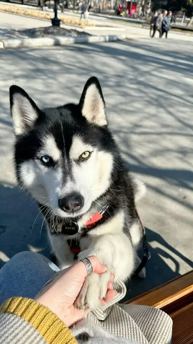 Hareketli, Zeki ve İlgi Seven Husky İçin Yeni Bir Yuva Arıyoruz