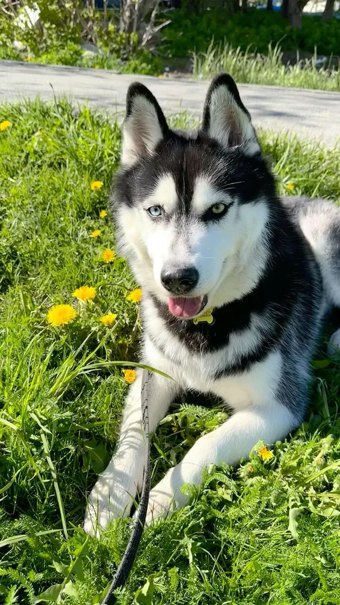 Hareketli, Zeki ve İlgi Seven Husky İçin Yeni Bir Yuva Arıyoruz