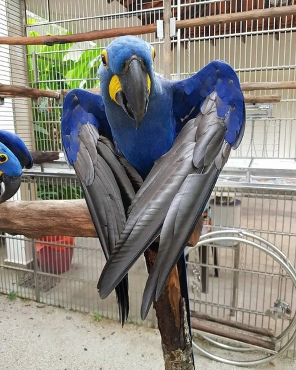 Hyacinth Parots available