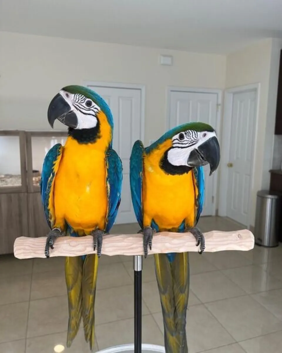 Blue and Gold Macaw Parots 