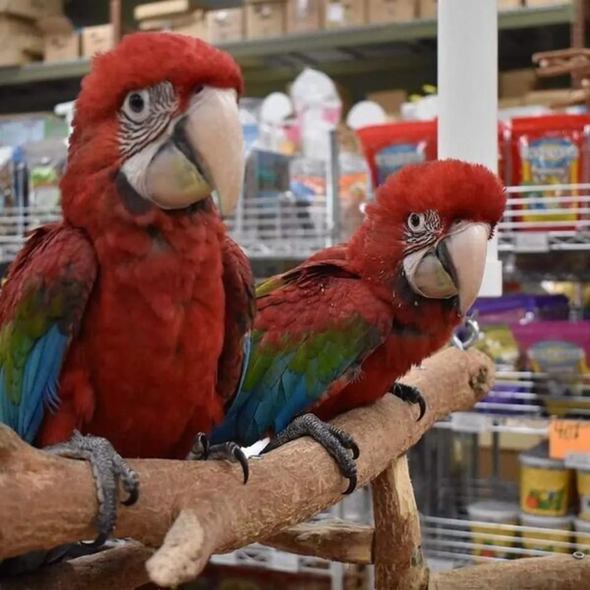 Scarlet Macaw Parots 