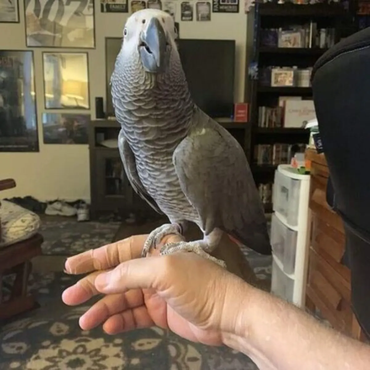 African grey and macaw parrots 