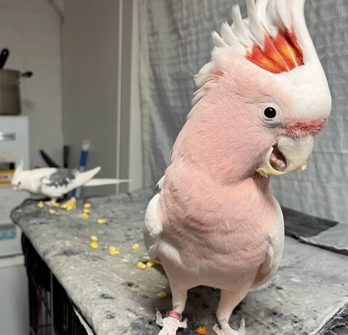 Major Mitchell's cockatoos