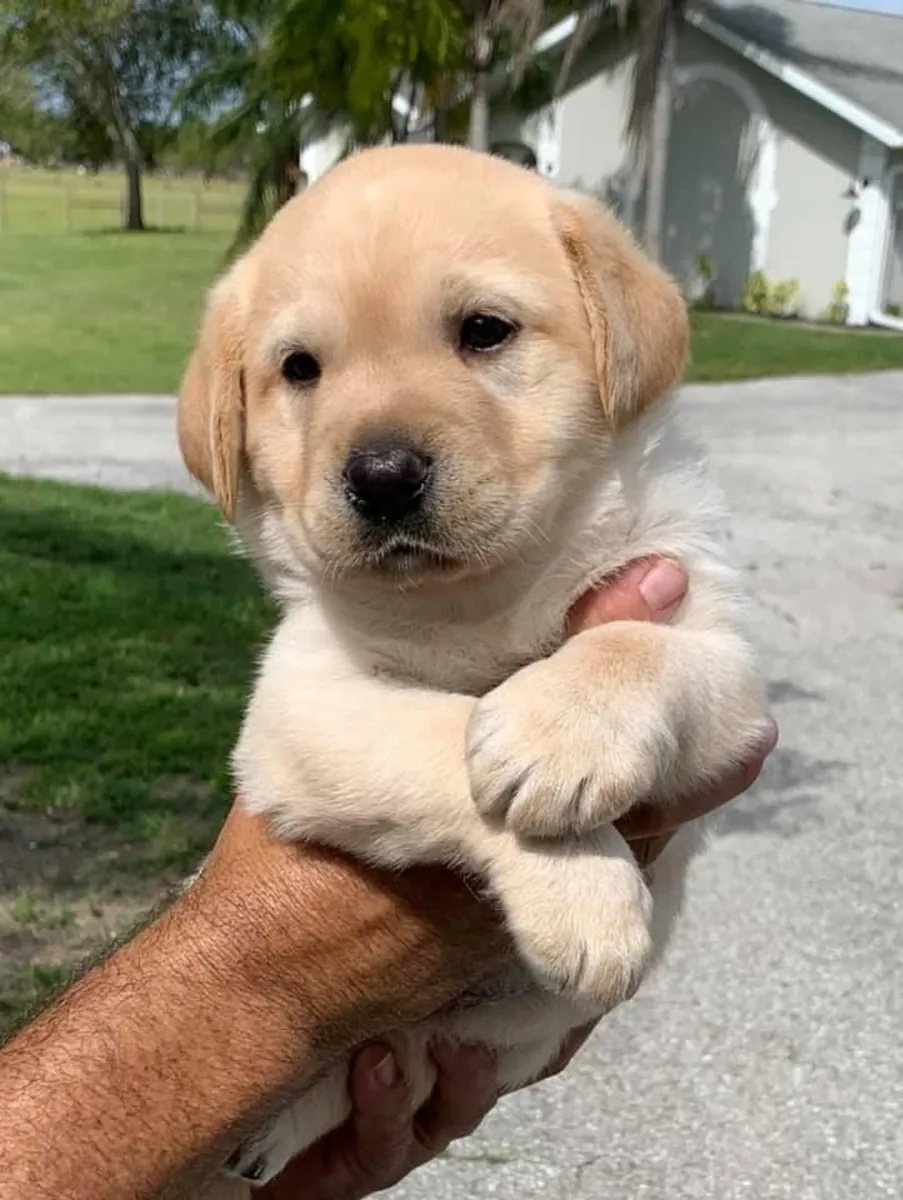 Nous cherchons une vraie famille pour notre Labrador, pas juste un foyer