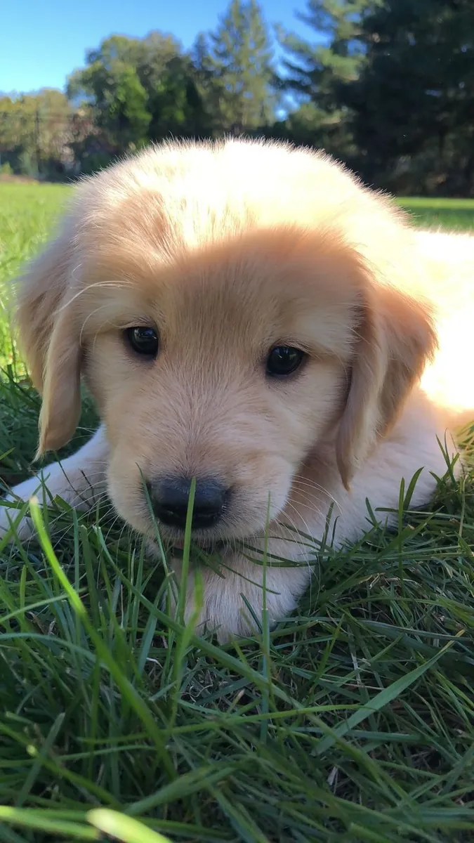 Nous cherchons une vraie famille pour notre Labrador, pas juste un foyer
