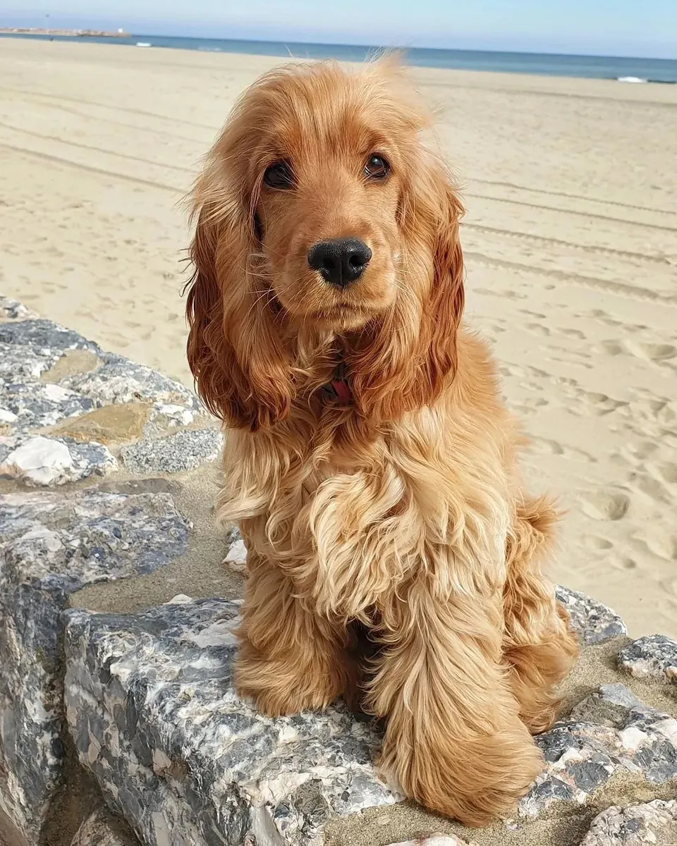 Toujours de bonne humeur, Cocker Spaniel cherche une famille présente