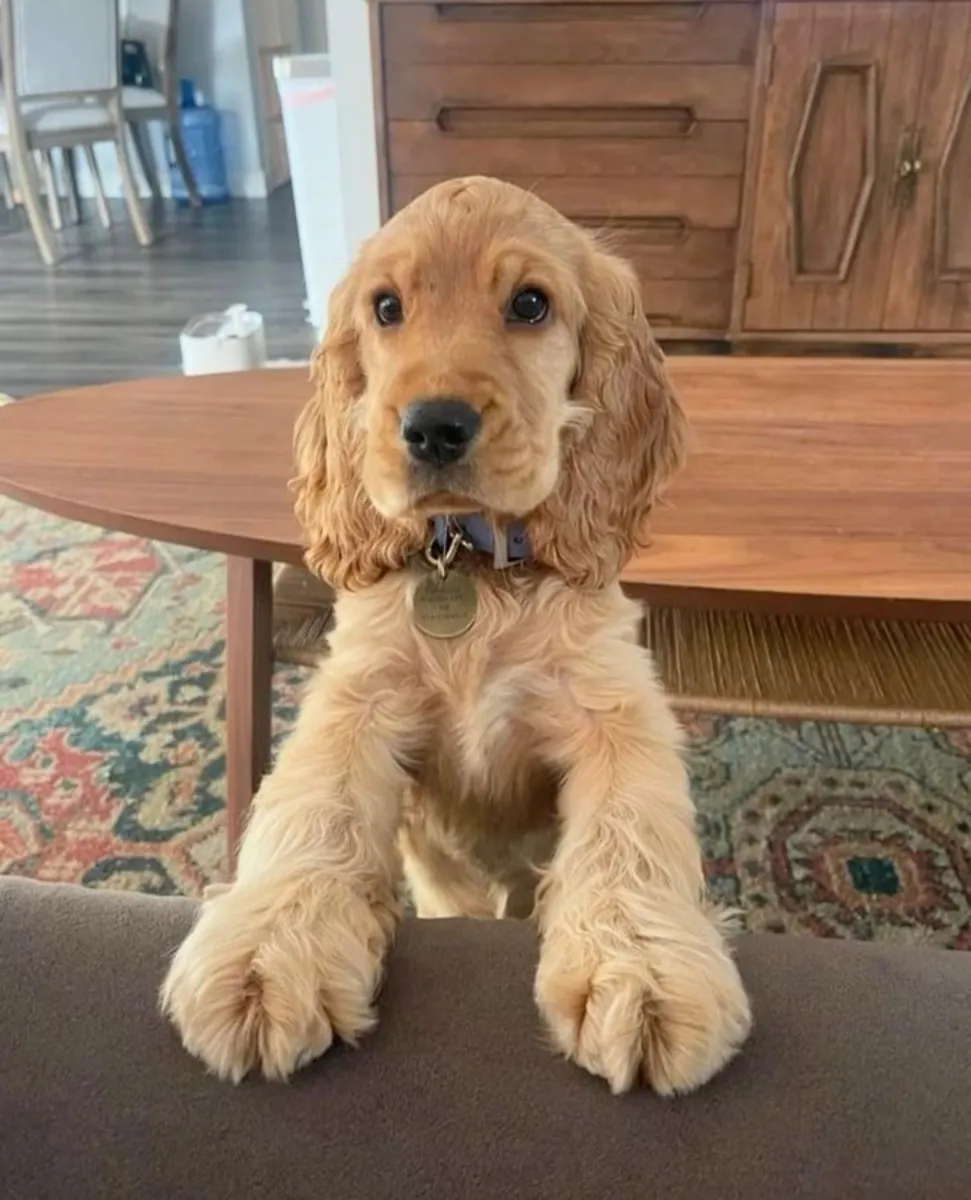 Toujours de bonne humeur, Cocker Spaniel cherche une famille présente