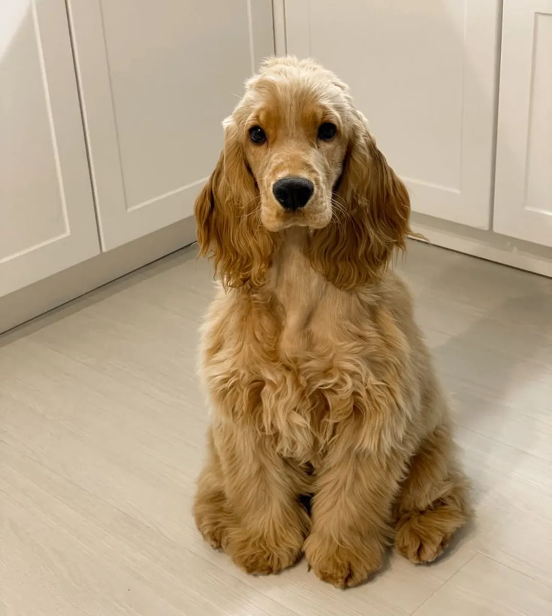 Toujours de bonne humeur, Cocker Spaniel cherche une famille présente