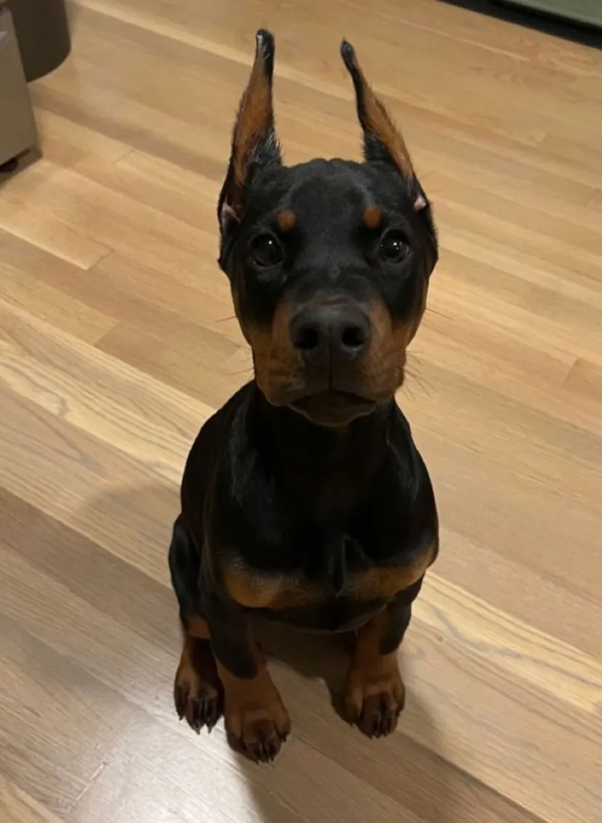 Doberman équilibré cherche un maître calme et sûr de lui