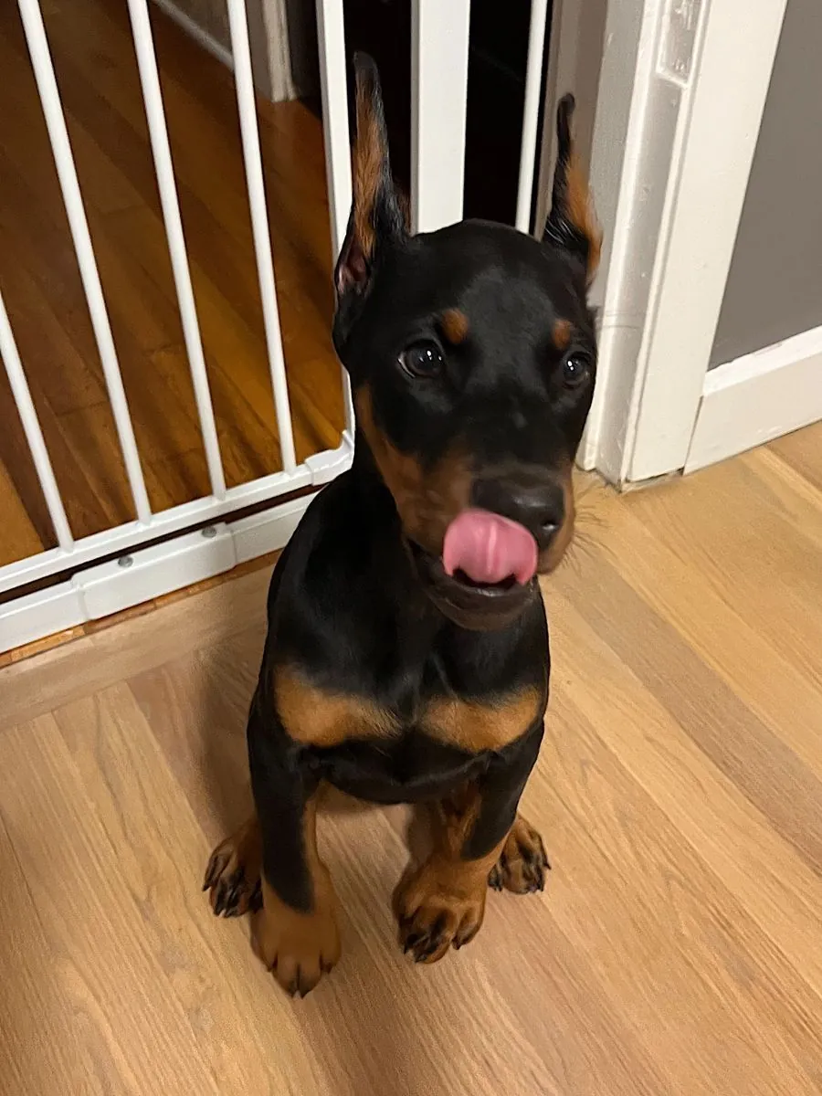 Doberman équilibré cherche un maître calme et sûr de lui