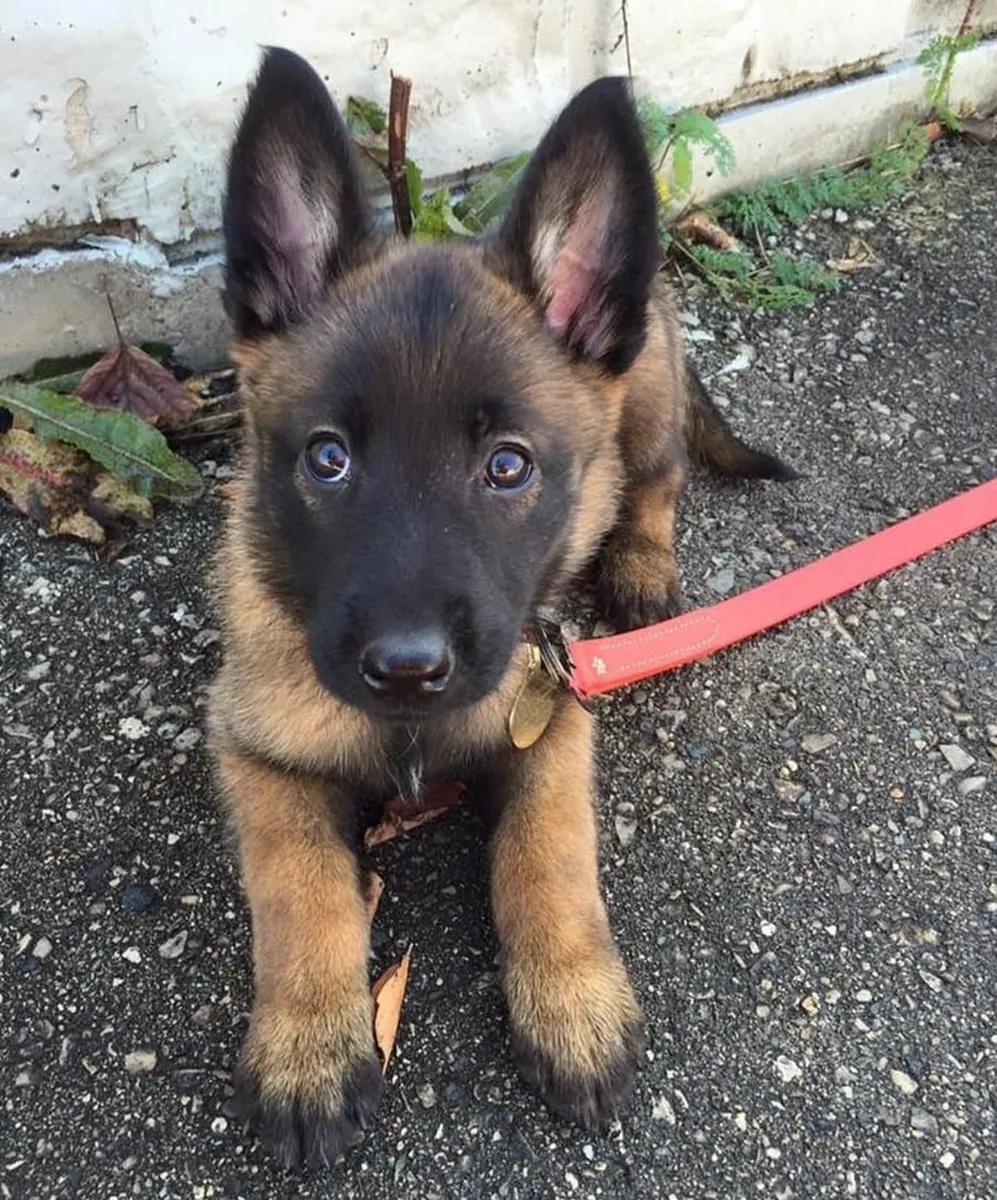 Ce Malinois a besoin d’un vrai cadre, pas d’une vie improvisée comme la nôtre