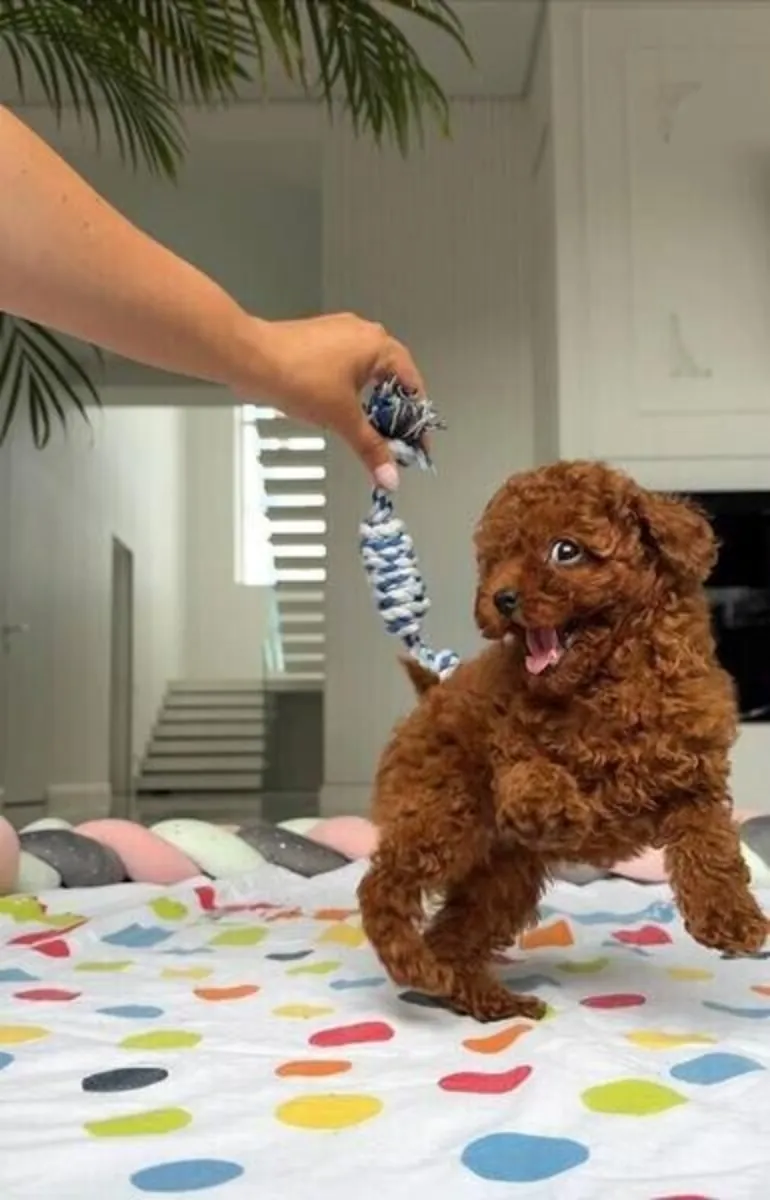 Teacup Toy Poodle pups 