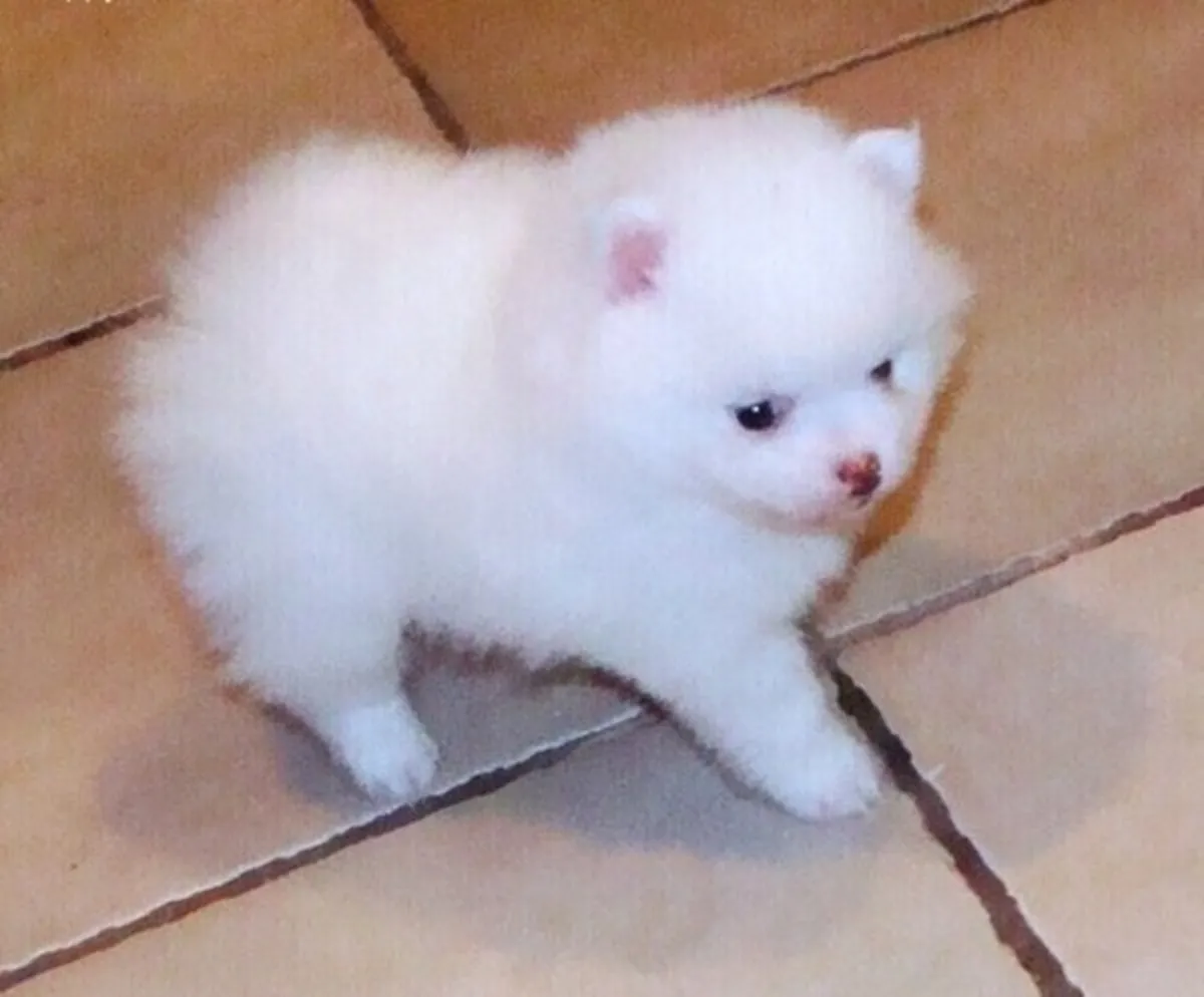Amazing Micro Pomeranian puppies