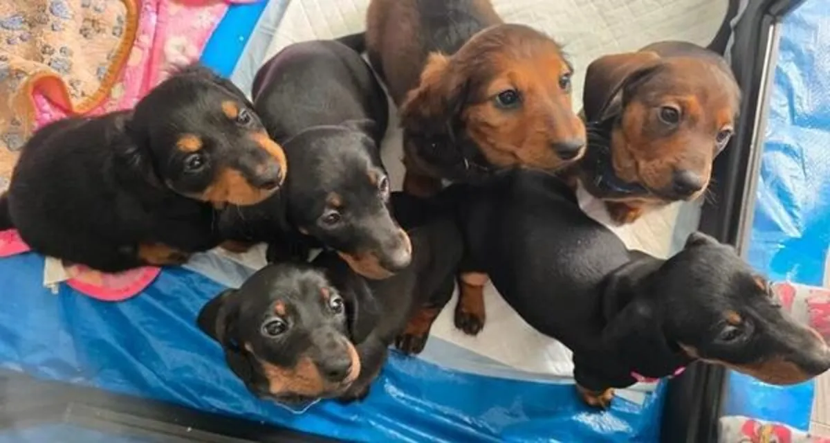 Dachshund Puppies – Ready Now