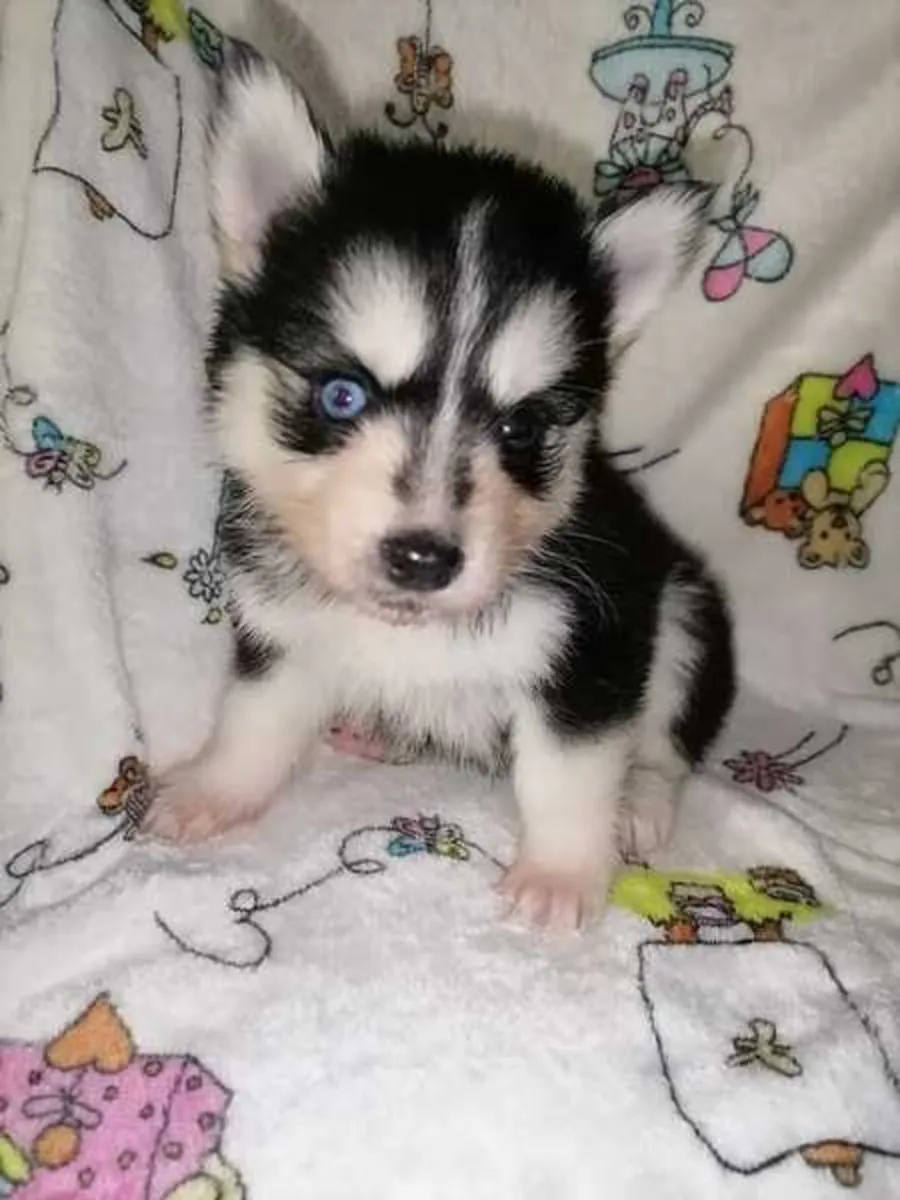 2 beautiful Pomsky puppies
